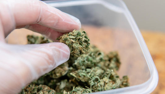 Legalización del cannabis en Alemania: hoja de ruta y condiciones