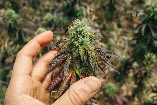 La extracción de terpenos y sus beneficios