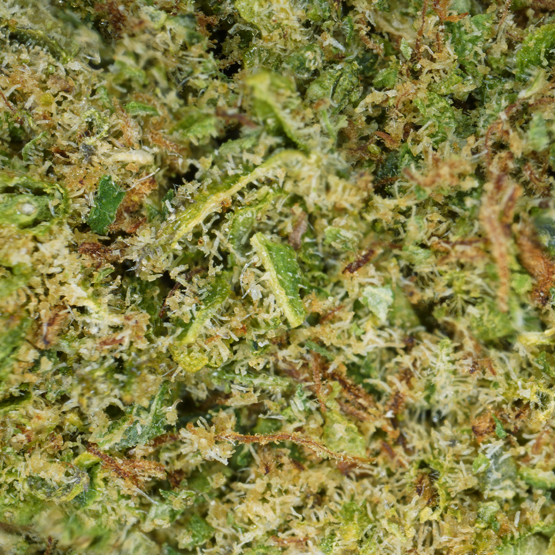 Alien Kush CBD [hydrocultuur