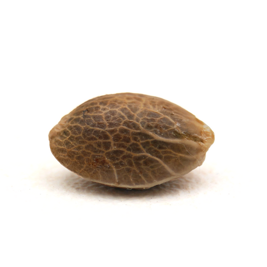 Bruce Banner