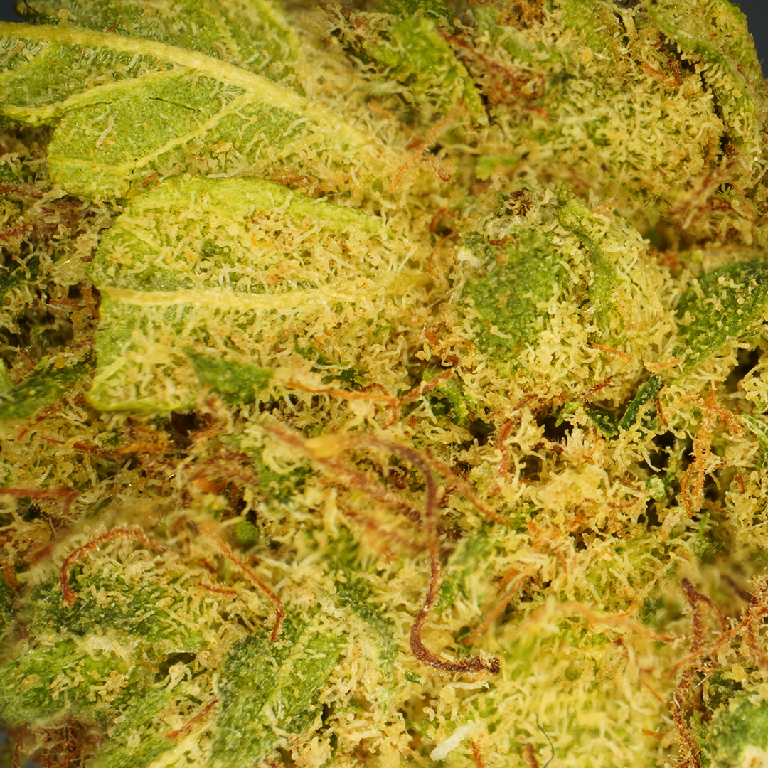 L.A Cali CBD [Hydrocultuur