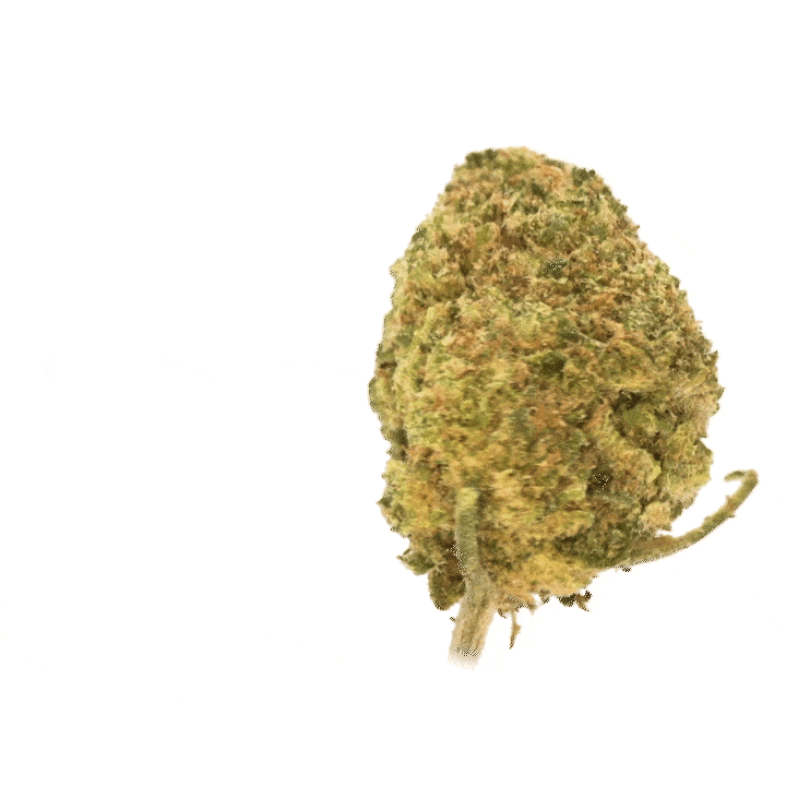 Alien Kush CBD [hydrocultuur