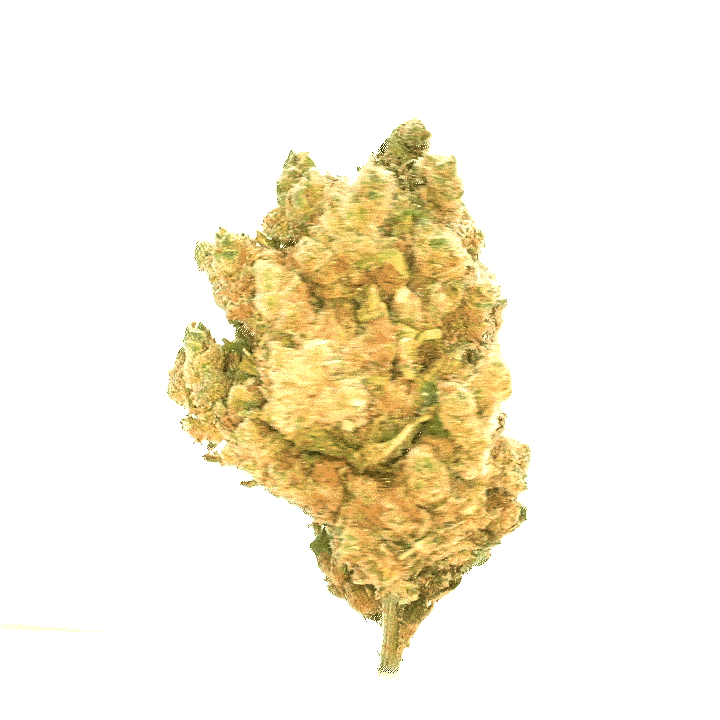 Amnesia CBD [hydrocultuur