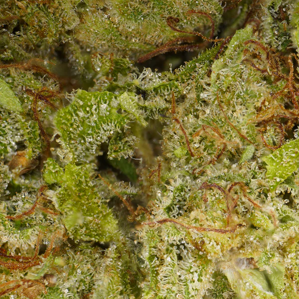 Plutonium CBD [Hydrocultuur
