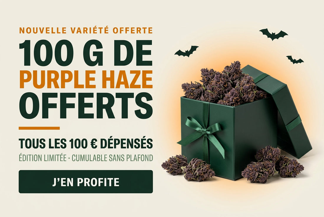 Purple Haze CBD Greenhouse ilmaiseksi Halloweenina