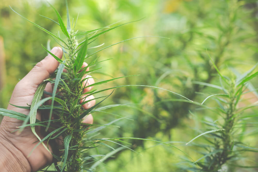 Come posso diventare un produttore di CBD?