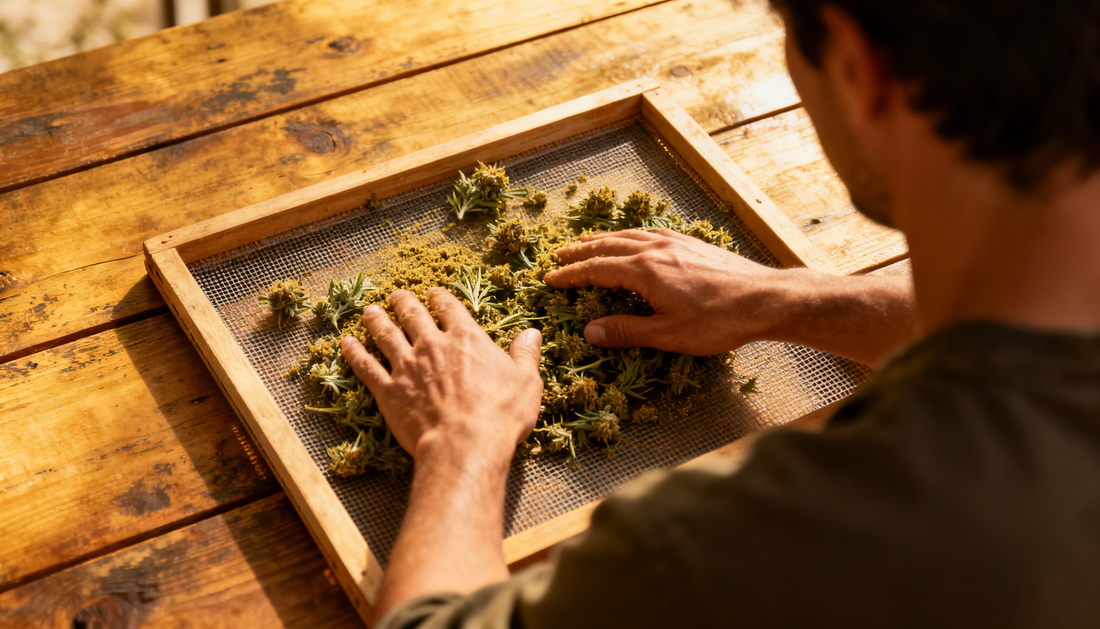 Fabriquer la résine CBD : les principales méthodes de production