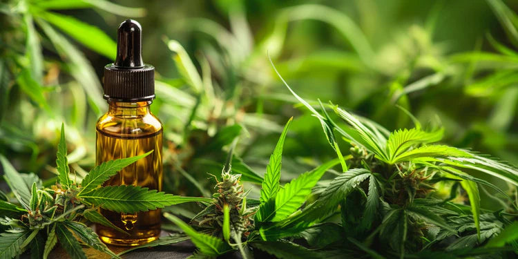 Wholesaler CBD Oils