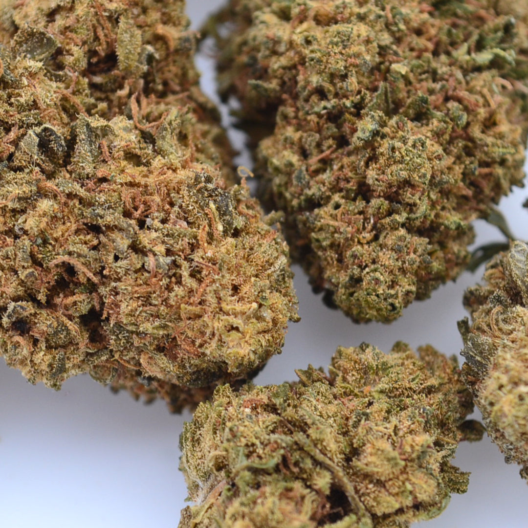 Teste piccole Orange Bud [Greenhouse]