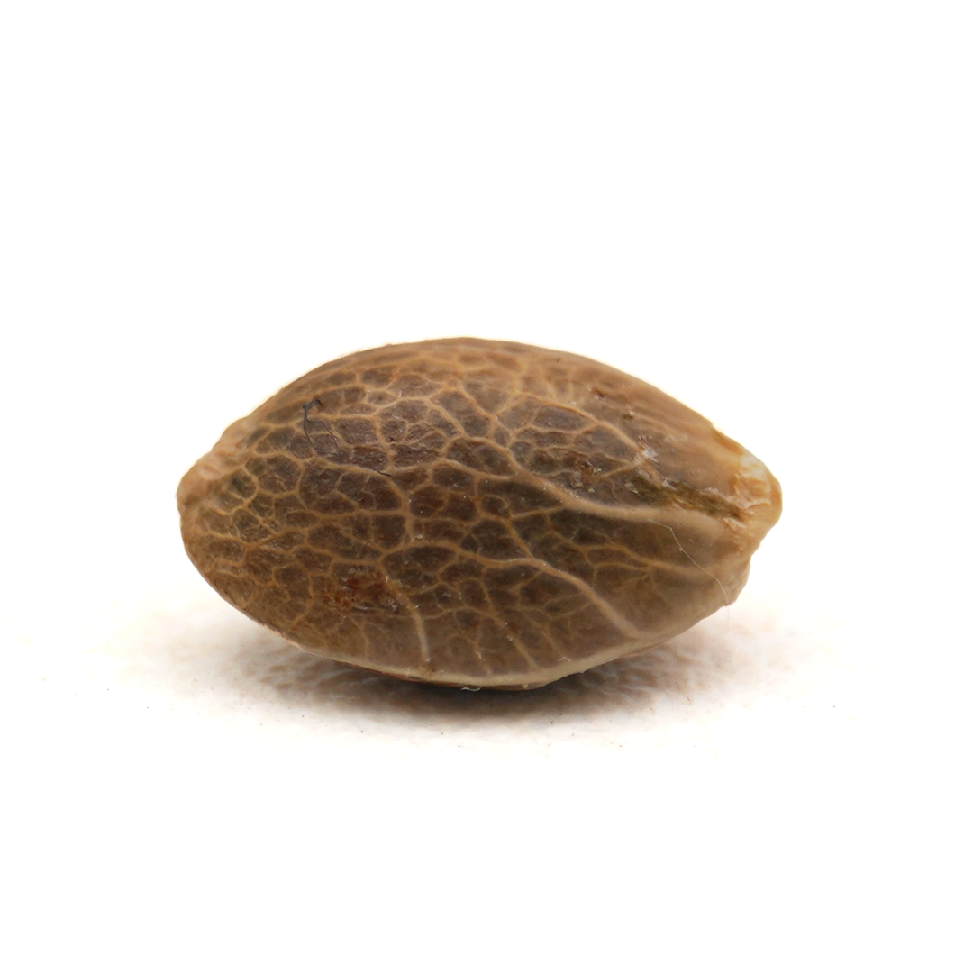 Bruce Banner