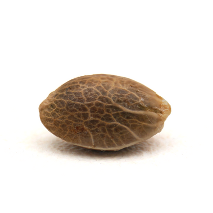 Bruce Banner