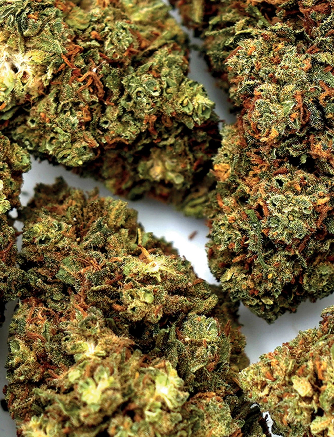 cbd wholesale