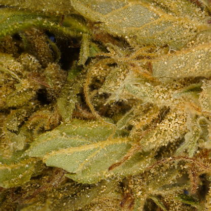 Small heads Banana CBG [Greenhouse] [Greenhouse [Greenhouse]Banana CBG