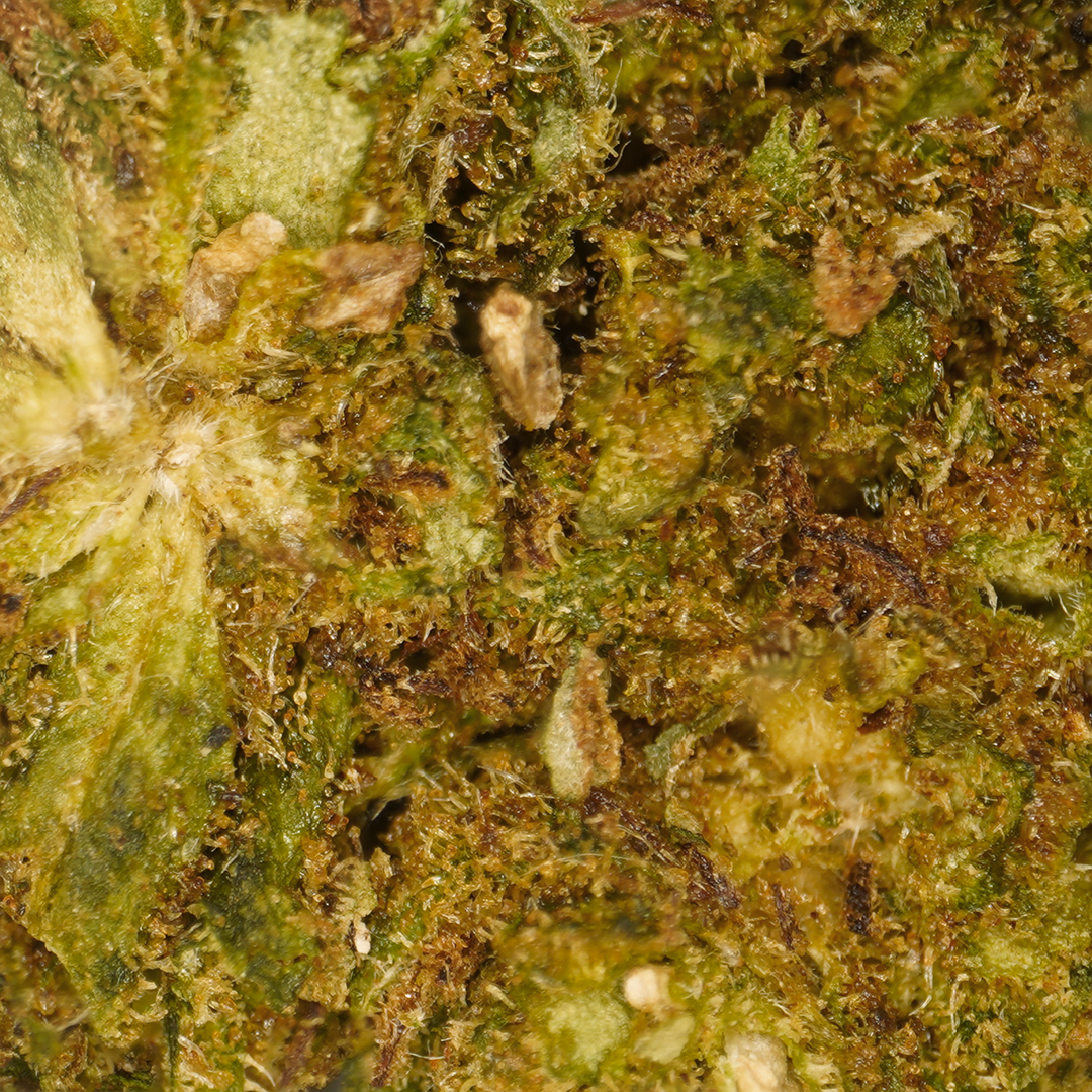 Petites Têtes Cheese [Greenhouse]