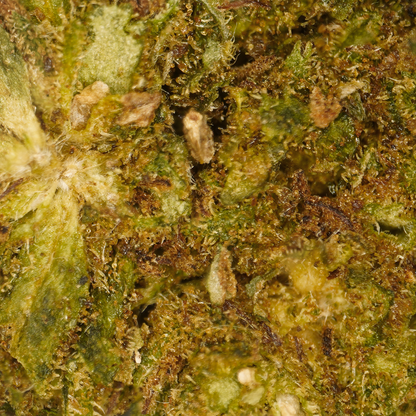 Petites Têtes Cheese [Greenhouse]