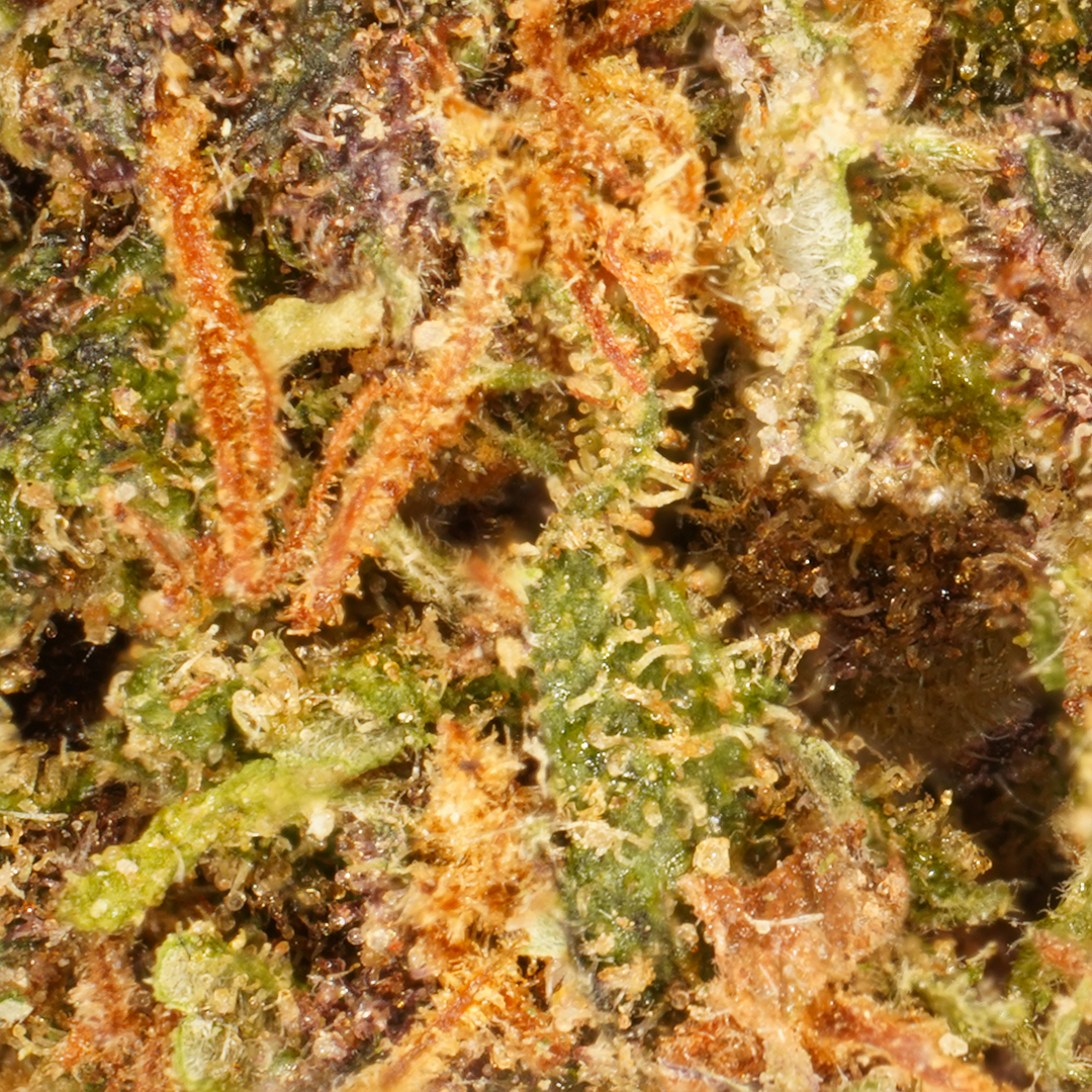 Petites Têtes Purple Haze [Greenhouse]