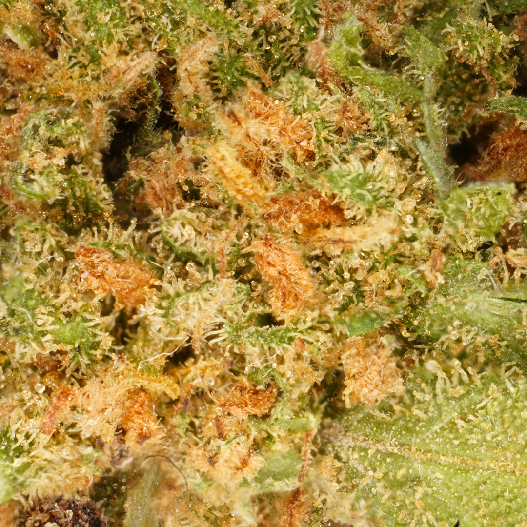 Kleine Köpfe White Widow [Indoor]