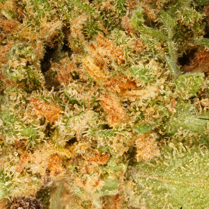 Kleine Köpfe White Widow [Indoor]