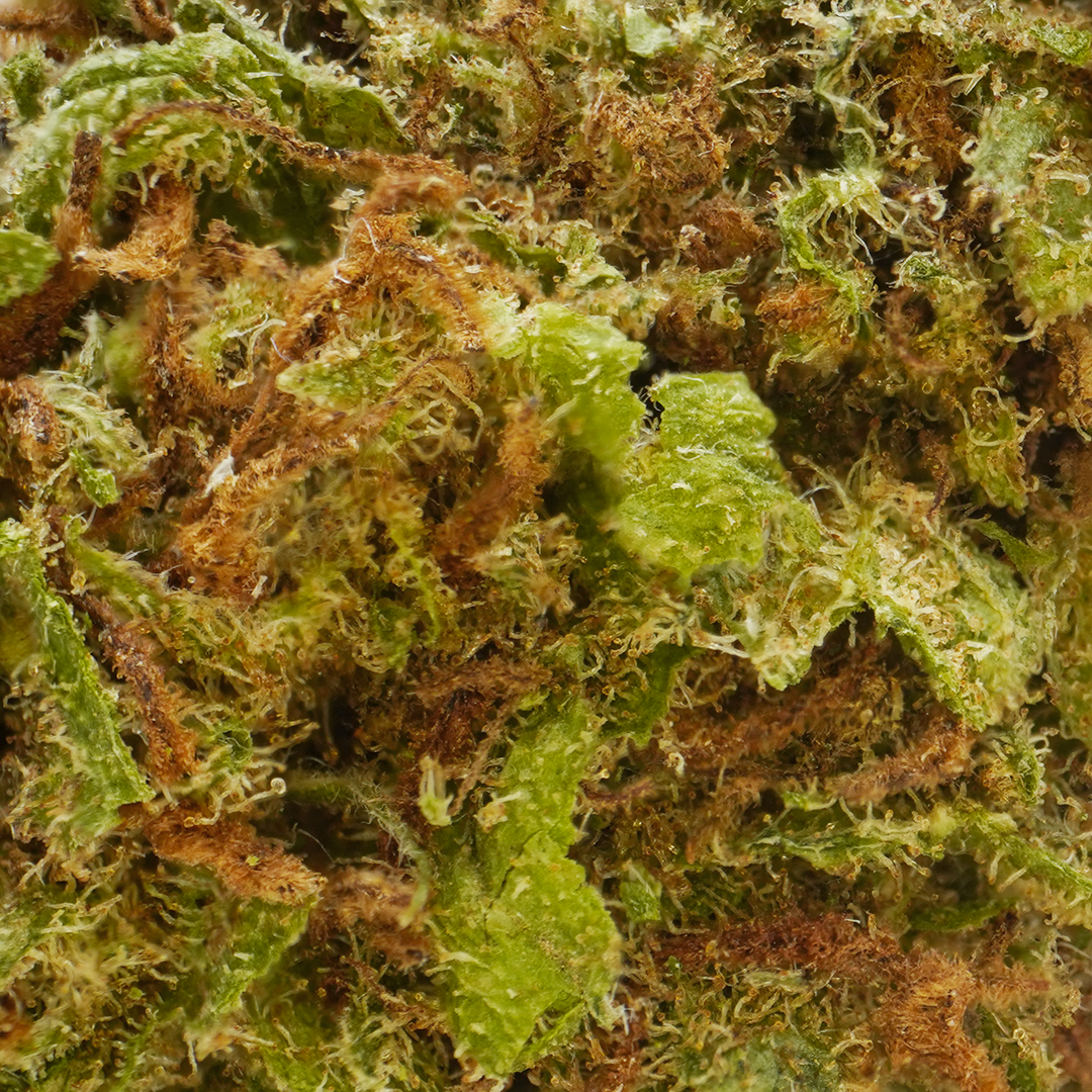 Mirtillo [Greenhouse]