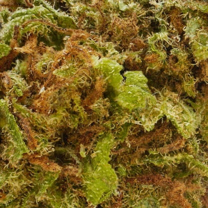 Mirtillo [Greenhouse]