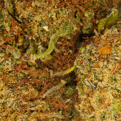 Cheesecake [Indoor]