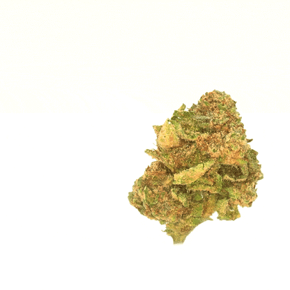 Critical [Indoor]