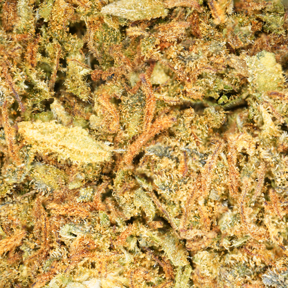 Jack Herer [Sous-serre]