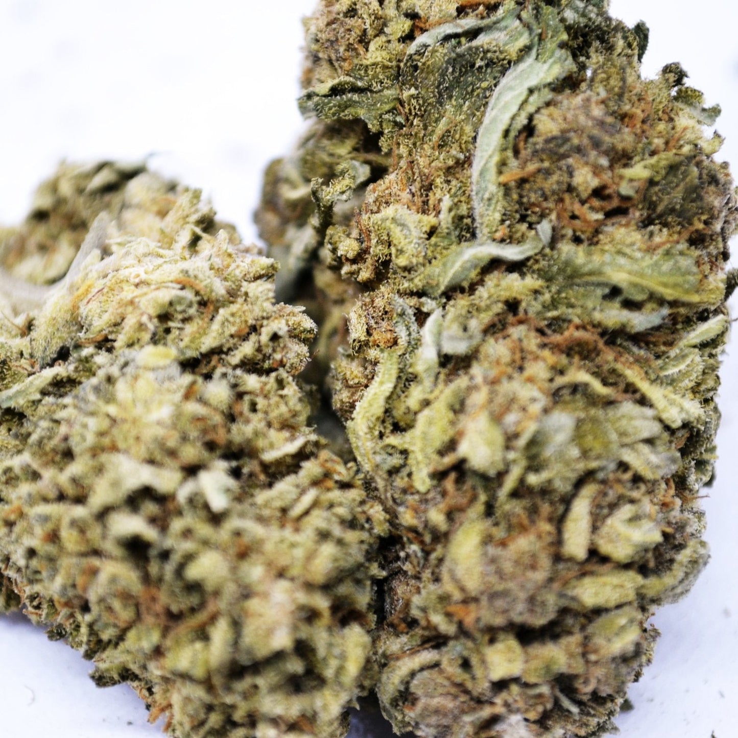 Jack Herer [Sous-serre]